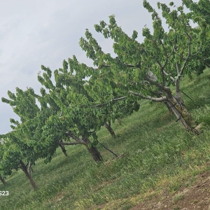 Azienda Agricola Biologica